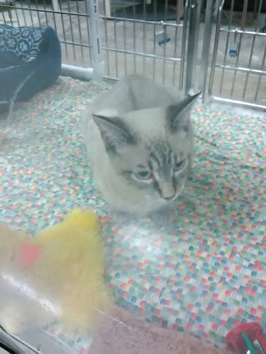 Pet Supply Store «PetSmart», reviews and photos, 7616 Denton Hwy #532, Watauga, TX 76148, USA