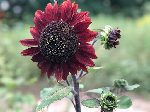 Tourist Attraction «Sussex County Sunflower Maze», reviews and photos, 101 Co Rd 645, Sandyston, NJ 07826, USA