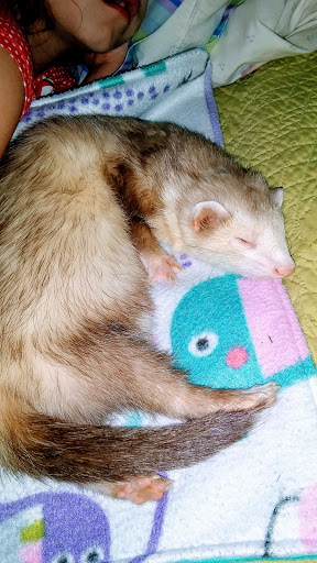 Pet Supply Store «Petco Animal Supplies», reviews and photos, 14609 Airline Hwy Ste 104, Gonzales, LA 70737, USA