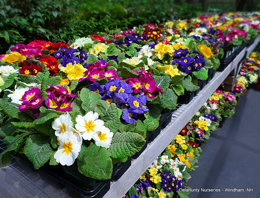 Garden Center «Delahunty Nurseries & Florist», reviews and photos, 41 Range Rd, Windham, NH 03087, USA