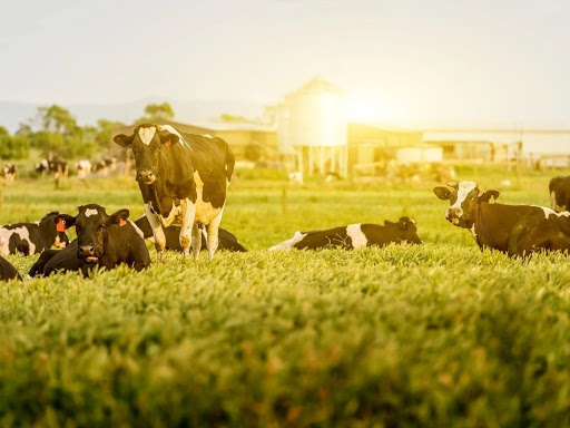 Butcher Shop «Tillman’s Meats & Country Store», reviews and photos, 10177 Old St Augustine Rd, Jacksonville, FL 32257, USA
