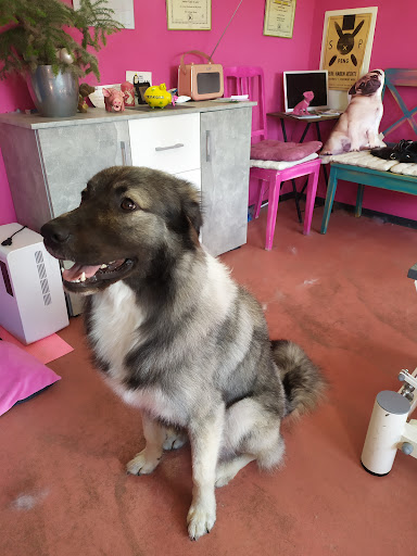 Corinnas Hundesalon unter Wörnitz, 