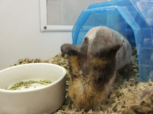 Pet Supply Store «Petco Animal Supplies», reviews and photos, 2341 Claribel Rd, Riverbank, CA 95367, USA