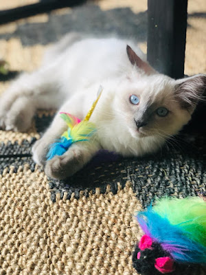 Comme un Chat à Villeconin