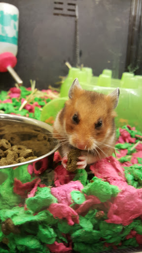 Pet Supply Store «PetSmart», reviews and photos, 150 Lincoln Square, Arlington, TX 76011, USA