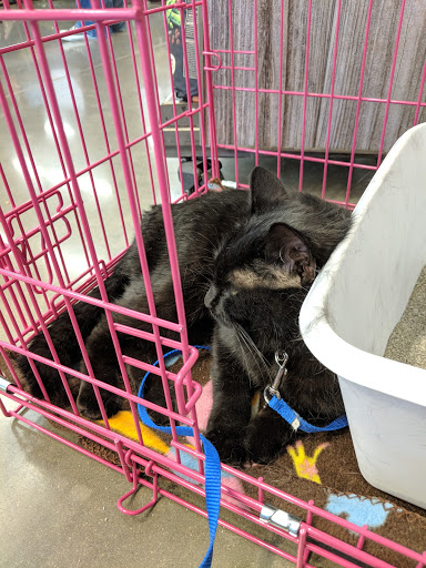 Pet Supply Store «Petco Animal Supplies», reviews and photos, 12444 NW 10th St #301, Yukon, OK 73099, USA