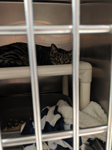 Pet Supply Store «PetSmart», reviews and photos, 2017 N Prospect Ave, Champaign, IL 61822, USA