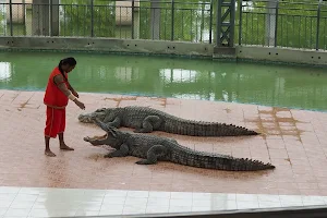 Crocodile Show image