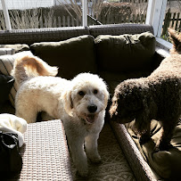 Happy Paws Upstate, LLC - Photo 8 - Car repair in , Greenville