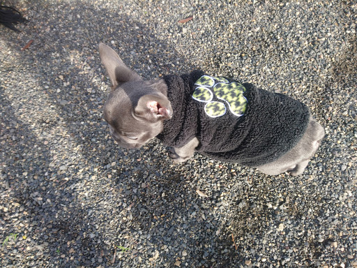 Cultural Center «Walters Cultural Arts Center», reviews and photos, 527 E Main, Hillsboro, OR 97123, USA