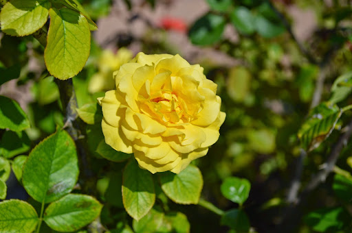 Golf Course «The Clubs of Kingwood - Kingwood Clubhouse», reviews and photos, 1700 Lake Kingwood Trail, Kingwood, TX 77339, USA