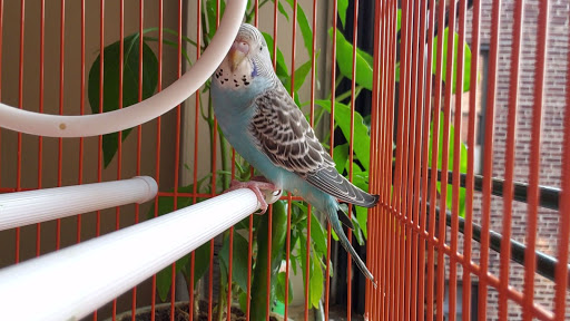 Pet Store «Petland Discounts - Jackson Heights», reviews and photos, 37-55 82nd St, Jackson Heights, NY 11372, USA