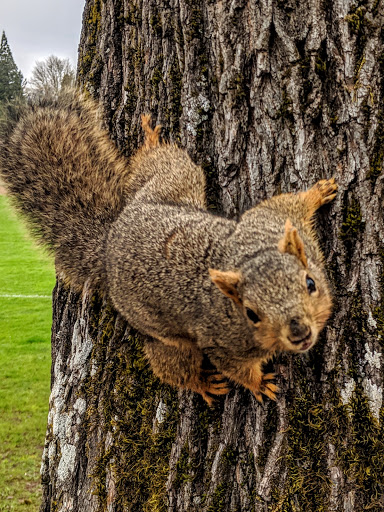 Golf Course «Rose City Golf Course», reviews and photos, 2200 NE 71st Ave, Portland, OR 97213, USA