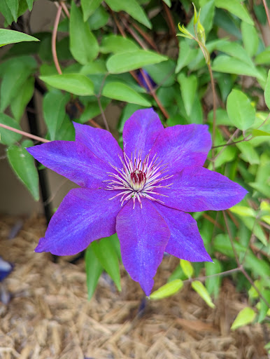 Art Museum «Springfield Art Museum», reviews and photos, 1111 E Brookside Dr, Springfield, MO 65807, USA