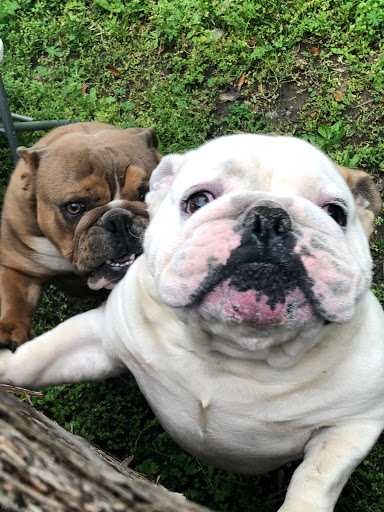 Personal Injury Attorney «Law Offices of Mark P. Jones», reviews and photos