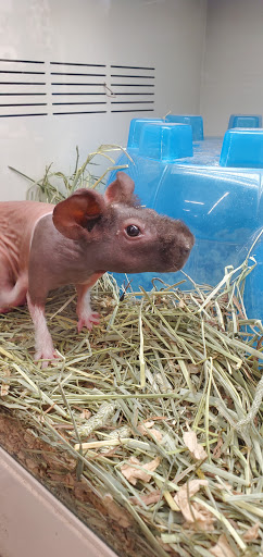 Pet Supply Store «Pet Supplies Plus», reviews and photos, 208 St James Ave, Goose Creek, SC 29445, USA