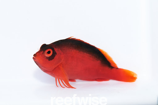 Tropical Fish Store «Reefwise», reviews and photos, 5401 Patton Dr #105, Lisle, IL 60532, USA