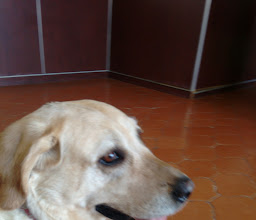 Veterinary Clinic Zuu photo