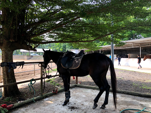 Kandang Kuda @MAEPS Rubinga Equine Centre