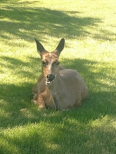 Public Golf Course «Ocean Shores Golf Course», reviews and photos, 500 Canal Dr NE, Ocean Shores, WA 98569, USA