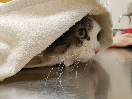 Pet Supply Store «PetSmart», reviews and photos, 26532 Towne Centre Dr, Foothill Ranch, CA 92610, USA