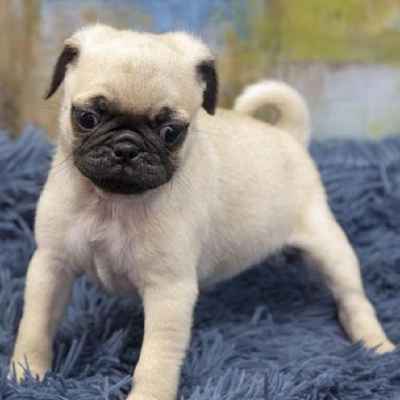 Pet Store «Pet Express», reviews and photos, 100 Independence Way, Danvers, MA 01923, USA