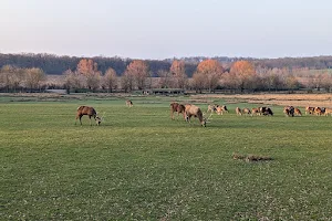 Parc animalier de Sainte-Croix image