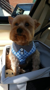 My Furry Friends - Photo 4 - Car repair in Parkville, MD, Baltimore