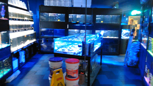 Pet Store «Petland», reviews and photos, 415 Mary Esther Cut Off NW G, Fort Walton Beach, FL 32548, USA