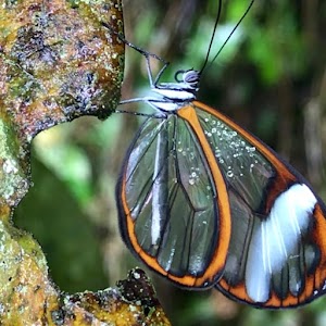 Dancali - photo 1
