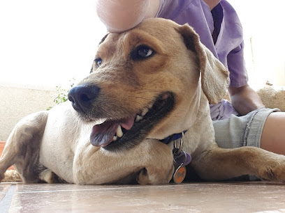 Peluquería canina a domicilio - Servicios para mascota en Granada