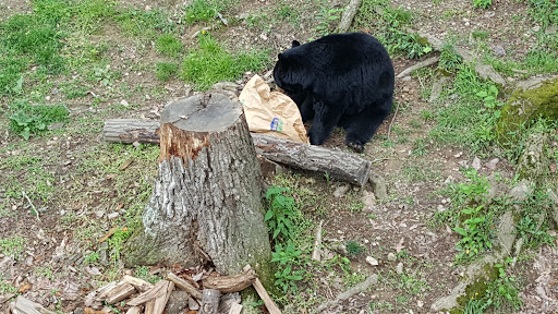 Zoo «Friends of WNC Nature Center», reviews and photos, 72 Gashes Creek Rd, Asheville, NC 28805, USA