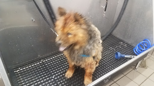 Pet Supply Store «Pet Supplies Plus», reviews and photos, 494 Westgate Dr, Brockton, MA 02301, USA