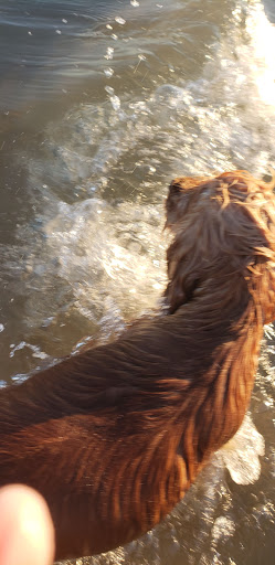 Golf Club «Palmilla Beach Golf Club», reviews and photos, 258 Snapdragon, Port Aransas, TX 78373, USA