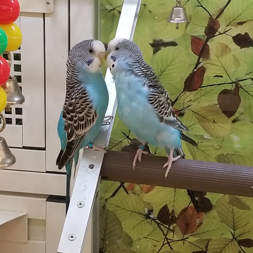 Pet Supply Store «PetSmart», reviews and photos, 625 Baltimore Blvd, Westminster, MD 21157, USA