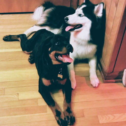 Pet Supply Store «Care-A-Lot Pet Supply Oyster Point», reviews and photos, 301 Oyster Point Rd, Newport News, VA 23602, USA