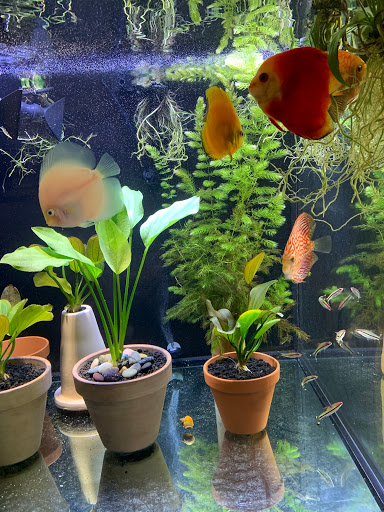 Pet Store «Pet World», reviews and photos, 891 Harriman Pl, San Bernardino, CA 92408, USA