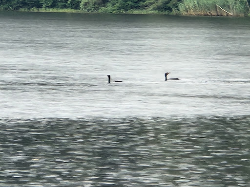 State Park «West Rock Ridge State Park», reviews and photos, 1134 Wintergreen Ave, New Haven, CT 06514, USA