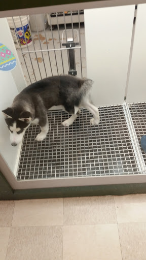 Pet Store «Petland», reviews and photos, 7030 Bandera Rd, San Antonio, TX 78238, USA