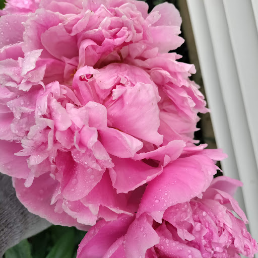 Paint Store «JC Licht», reviews and photos, 5320 Grand Ave, Gurnee, IL 60031, USA