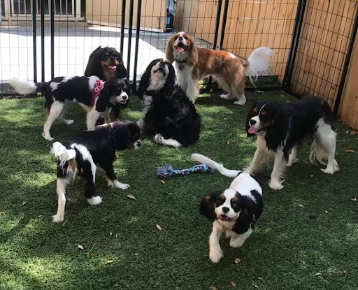 Pet Boarding Service «All About Pets», reviews and photos, 130 Arrow Rd #102, Hilton Head Island, SC 29928, USA