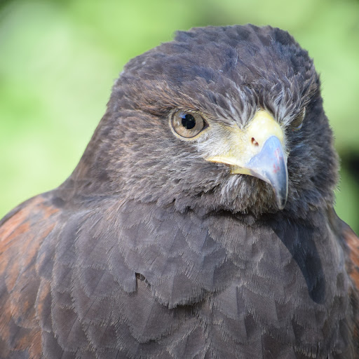 Environmental Organization «VINS Nature Center», reviews and photos, 6565 Woodstock Rd, Quechee, VT 05059, USA