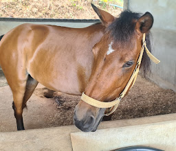 Phuket Horse Riding photo