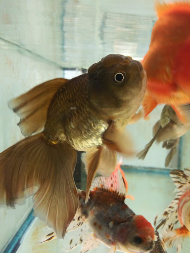 Pet Store «Forest Lake Pets», reviews and photos, 120 Lake St N, Forest Lake, MN 55025, USA