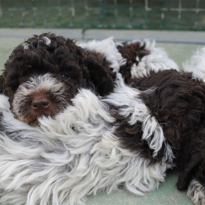 Tartufi e Cani Allevamento Lagotto Romagnolo