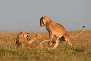 Aquila Safaris Kenya image