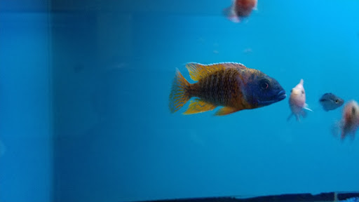 Tropical Fish Store «Ocean Aquarium», reviews and photos, 6820 E Black Horse Pike, Egg Harbor Township, NJ 08234, USA