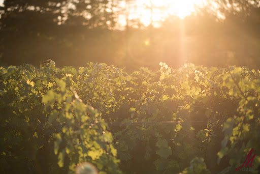 Winery «M Cellars», reviews and photos, 6193 S River Rd W, Geneva, OH 44041, USA