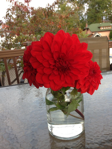 Park «Cantiague Park», reviews and photos, 480 W John St, Hicksville, NY 11801, USA