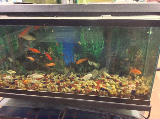 Pet Store «Oasis Tropicals», reviews and photos, 507 Commerce St, Pleasanton, TX 78064, USA